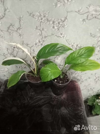 Пеларгония герань