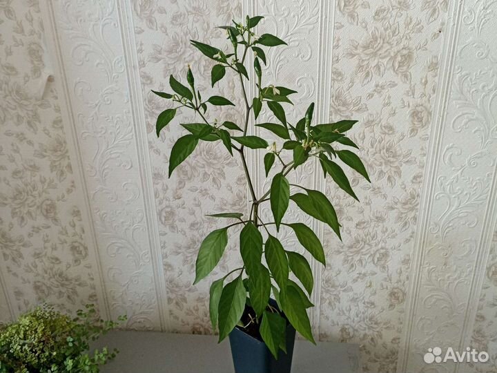 Фикус Бенжамина. Перец декоративный