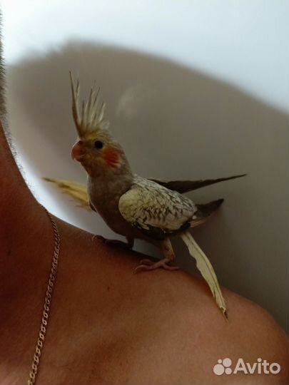 Попугай корелла птенец