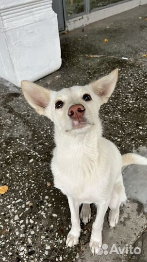 Собака в добрые руки