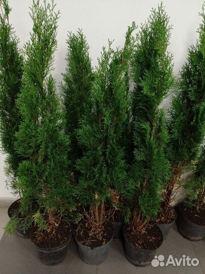 Туи смарагд