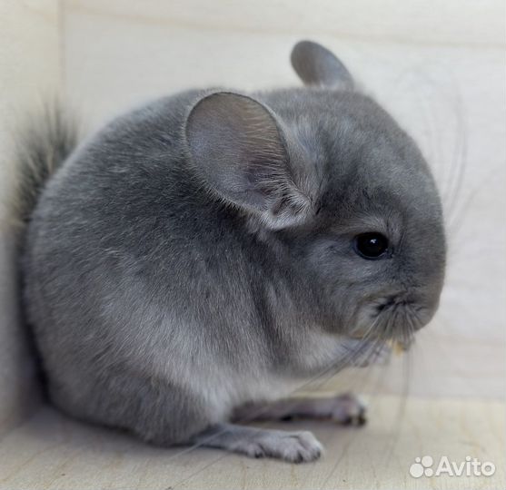 Бронь Шиншиллы фиолетовые носители ангоры