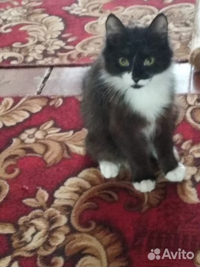 Отдам котят