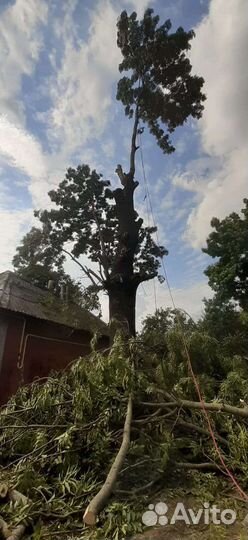 Спил деревьев