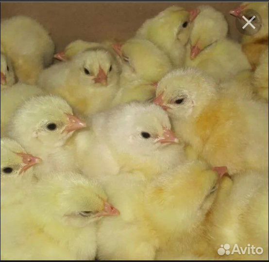 Цыплята белого бройлера росс-308(Турция)