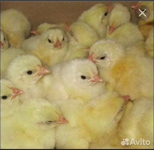 Цыплята белого бройлера росс-308(Турция)