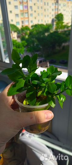 Отростки укорененные комнатных растений