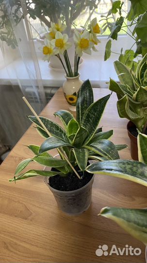 Сансевиерия