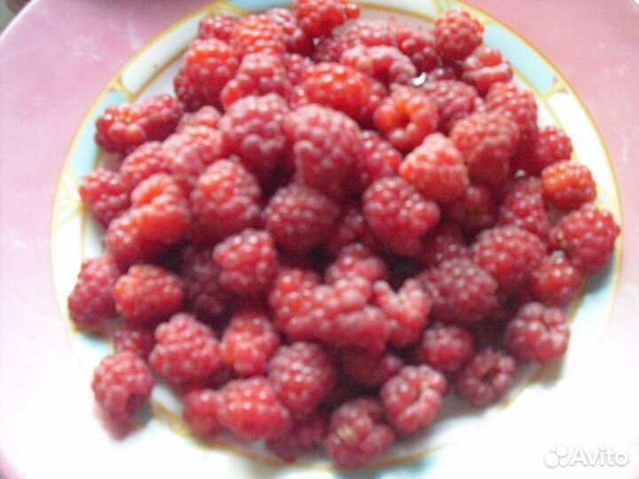 Малина свежая