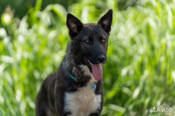 Собака в добрые руки