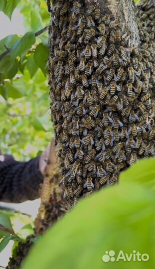 Сушь для пчел