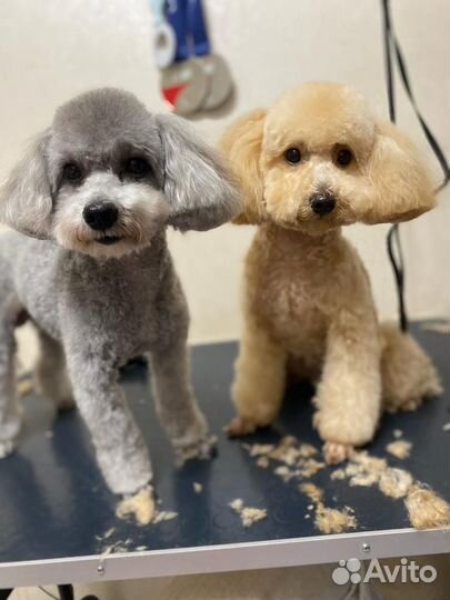 Щенки карликового пуделя