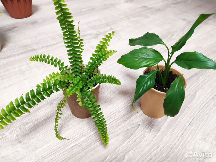 Комнатные цветы