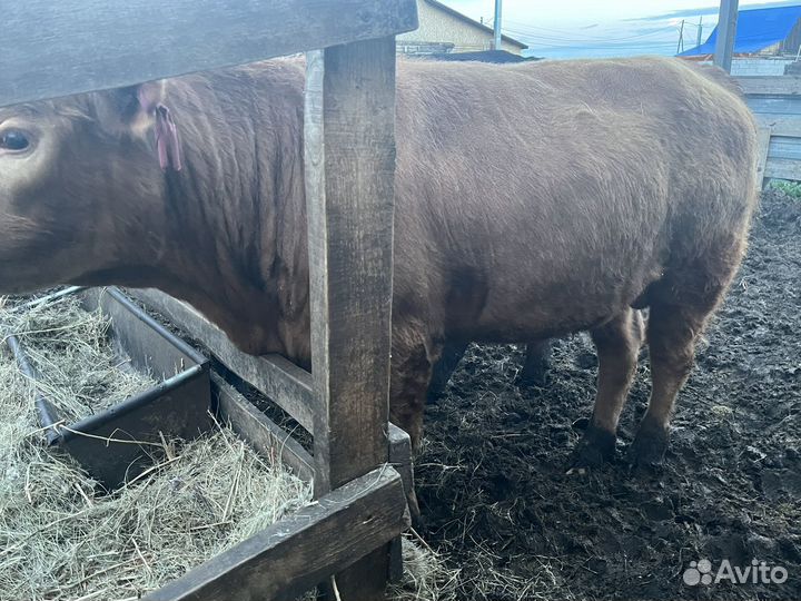 Бык на племя