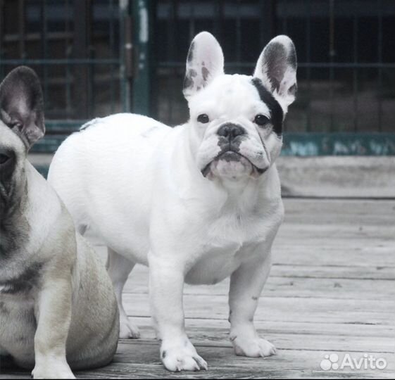 Подрощенный мальчик Марик, щенок французик