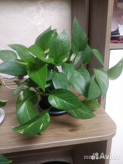 Цветы комнатные