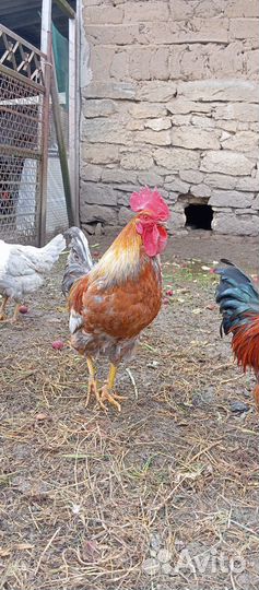 Молодые петухи