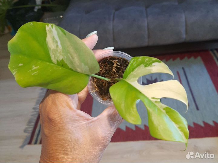 Рафидофора тетрасперма вариегатная