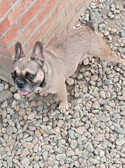 Французский бульдог вязка