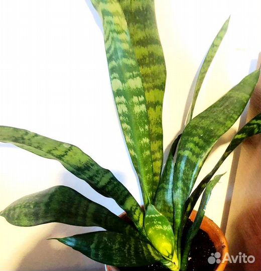 Сансевиерия Щучий хвост и ханни в керамическ горшк