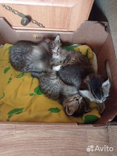 Кошка в дар бесплатно