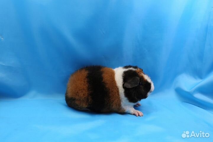 Морские свинки Американский Тедди