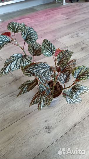 Комнатные растения