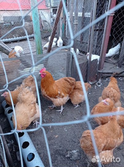 Инкубационное яйцо орпингтона