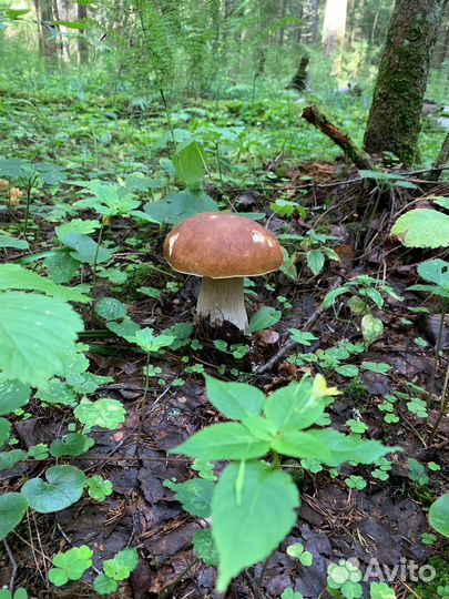 Грибы белые сушеные