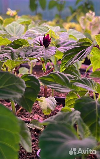 Садовые цветы