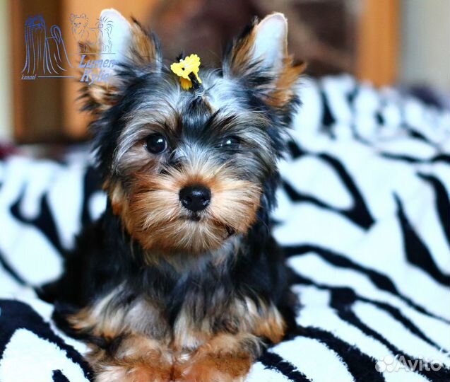 Девочки йоркширского терьера