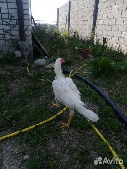 Бойцовые петухи