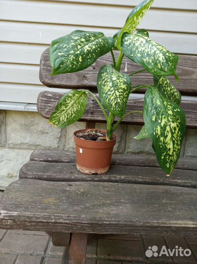 Диффенбахия