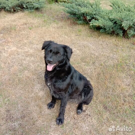 Отдам собаку в добрые руки