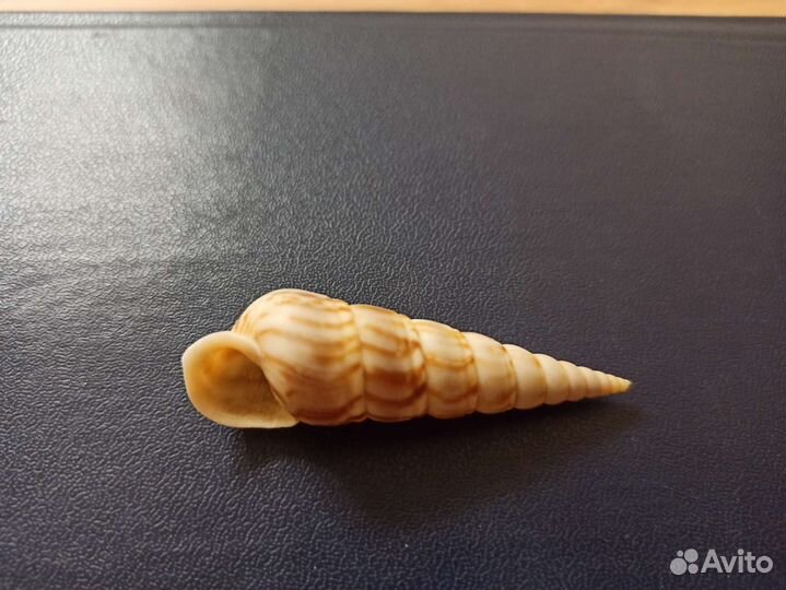 Морская раковина