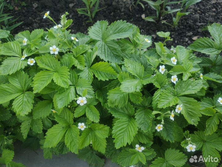 Земляника садовая, ремонтантная с усами