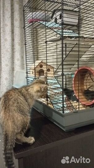 Отдам бесплатно