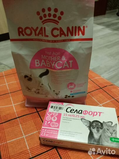 Корм для котят