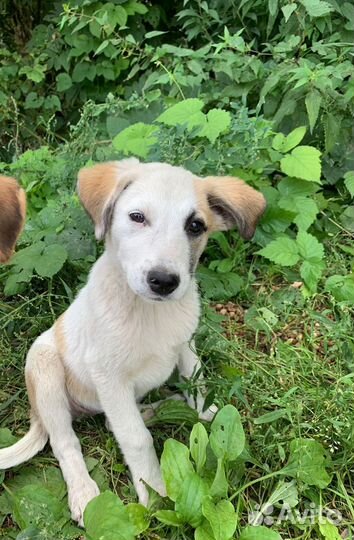 Щеночек, прекрасная девочка в поиске дома