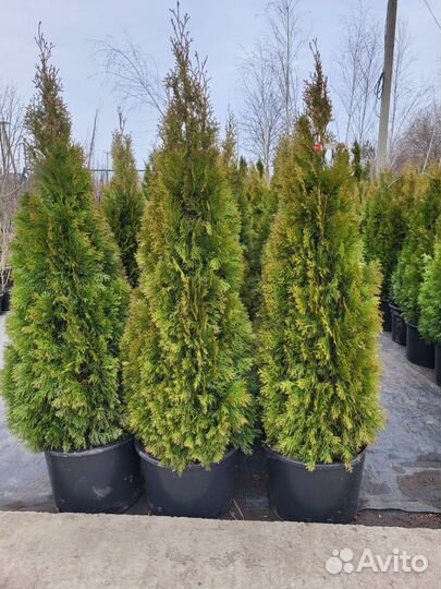 Чернозем верх слой Перегной сыпец,ЗИЛ 6Т,газ,камаз