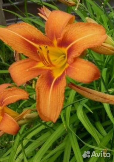 Ирисы, Лилейник оранжевый