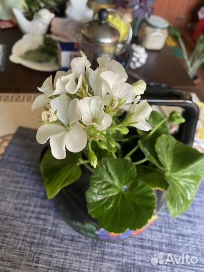 Эпипремнум с фото