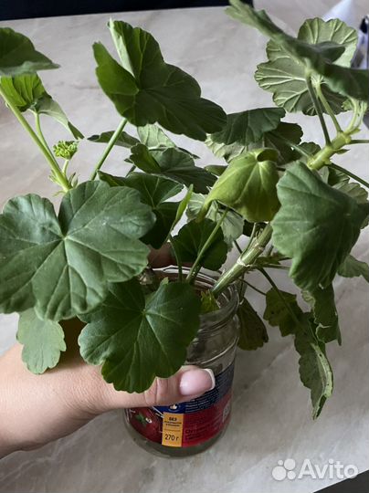 Пеларгония герань