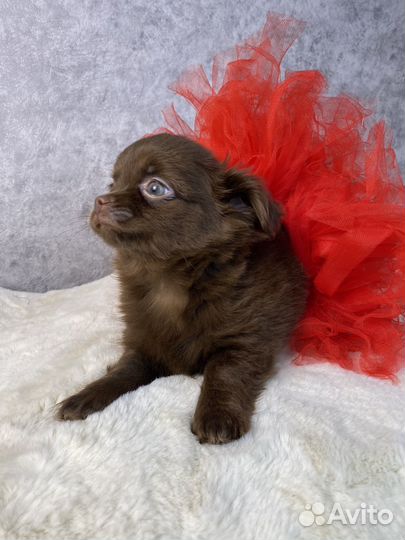 Шоколадная девочка