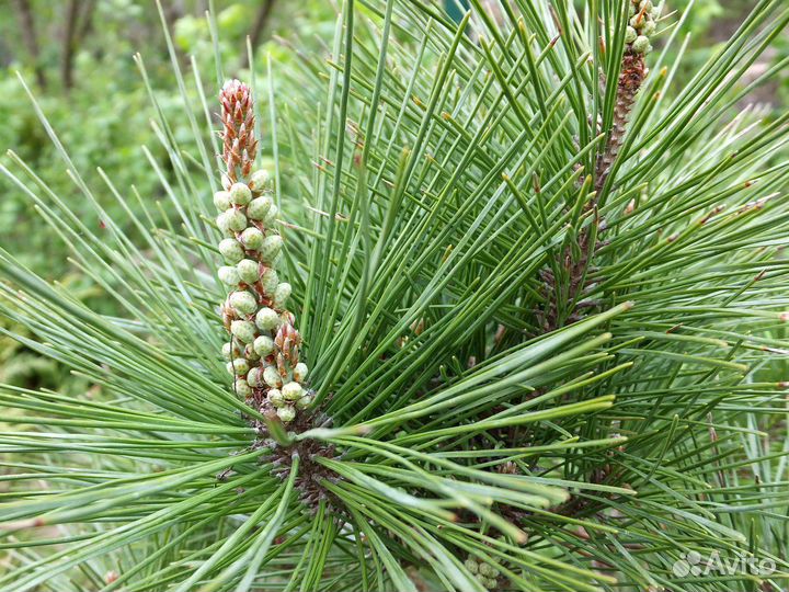 Сосна Умбракулифера