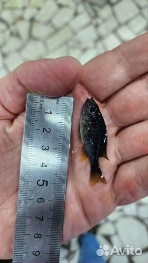 Малавийские цихлиды