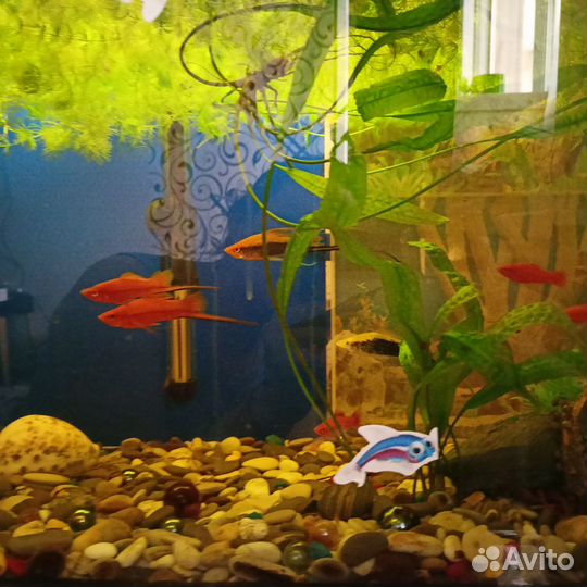 Аквариум+рыбки