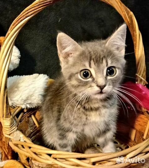 Котята мальчик и девочка 1,5 месяца