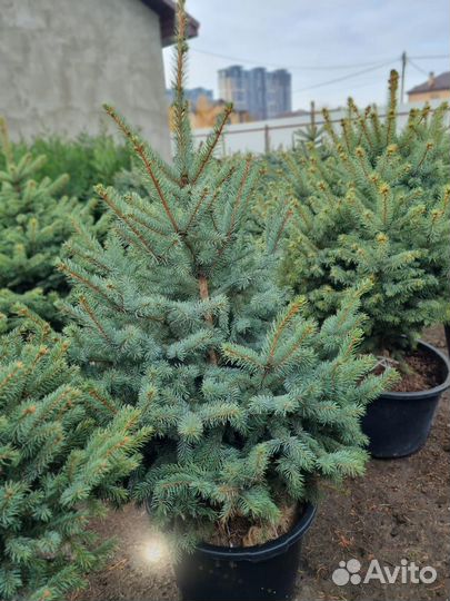 Ель голубая пышная Глаука