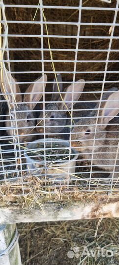 Продаю подрощенных кроликов
